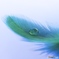 drop