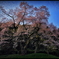 吉良のエドヒガン桜