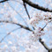 2010多摩センター桜-331