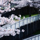 2010多摩センター桜-345