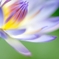 Nymphaea caerulea