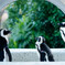 Penguin's BAR