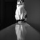 Black & White （2015）