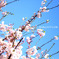2010年、桜。