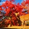 鹿と紅葉