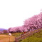 桜並木