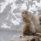 Snow Monkey...