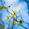 Old plum tree