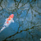 Carp