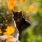花見猫