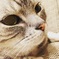 ねこ