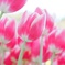 Winter Tulip 