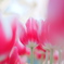 Winter Tulip