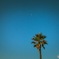 Palm tree and the moon