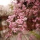 Kyoto Yasaka