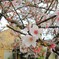 2010year 桜#1