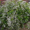 IMGP0437