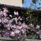 IMGP0433