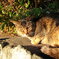 Enoshima Cat