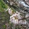 2010year 桜#2