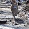 愛犬　まり