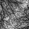 Capillary.