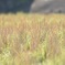 田んぼの雑草