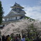 長浜城　豊公園の桜