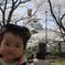 長浜城　豊公園の桜でちゅ(9か月)
