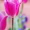チューリップ