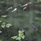 モネの池