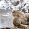 snow monkey ⑤