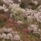 盛期前の花見山