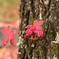 紅葉