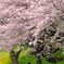 桜の下で