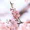 慈光寺の桜③