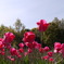Tulipa17