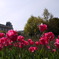Tulipa16