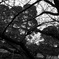 L1003017