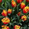 Tulipa2