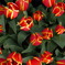 Tulipa