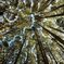 Crown Shyness