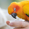 手乗りインコ