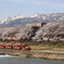 医王山と桜