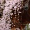 鐘楼と桜