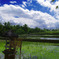 Rice Terrace