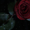 雪と薔薇