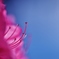 「蒼に咲く」