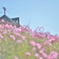 「秋桜日和」