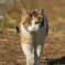ねこ